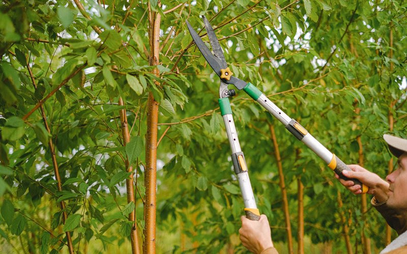 Tree trimming in Haw River, NC