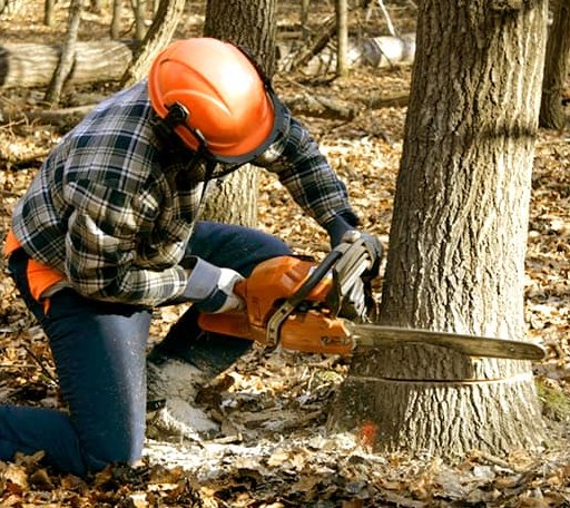 Tree Removal in Haw River, NC